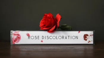 Ruže Zafarbenie (Trik Rose a Pokyny), kúzelnícke Triky Fáze Magia Kvet Objaví Zmiznúť Magie Ilúzie Trik Rekvizity