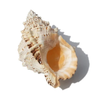 Veľká Žaba Conch Conch Shell Materiál Doprava Zadarmo Dekorácie Stola Akvárium Krajiny Veľká Rana Spinosa Shell Veľké Morské Conch